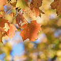 Autumn Splendor Photograph by Holly Ross Autumn Splendor Photograph by Holly Ross