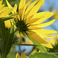 Autumn Sunshine Photograph by Holly Ross Autumn Sunshine Photograph by Holly Ross