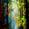 Autumn Trails in Georgia Photograph by Rafael Salazar Autumn Trails in Georgia Photograph by Rafael Salazar