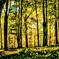 Autumn's Glow Photograph by Monroe Payne Autumn's Glow Photograph by Monroe Payne