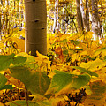 Autumn's Warm Embrace Photograph by Jim Garrison Autumn's Warm Embrace Photograph by Jim Garrison