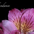 Awakening Abundance by Michele Penn