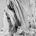 B/W Mustang Photograph by John T Humphrey B/W Mustang Photograph by John T Humphrey