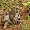 Baboon Family in Kenya Photograph by Mitchell R Grosky Baboon Family in Kenya Photograph by Mitchell R Grosky