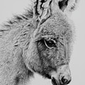 Baby Donk by Daniel Adams