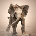 Baby Elephant mock charging Photograph by Johan Swanepoel Baby Elephant mock charging Photograph by Johan Swanepoel