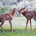 Baby Elk Photograph by Wesley Aston Baby Elk Photograph by Wesley Aston