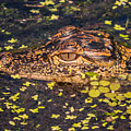 Baby Gator And Duckweed by Zina Stromberg Baby Gator And Duckweed by Zina Stromberg