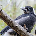 Baby Magpie 1 Photograph by Werner Padarin Baby Magpie 1 Photograph by Werner Padarin