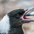 Baby Magpie 2 Photograph by Werner Padarin Baby Magpie 2 Photograph by Werner Padarin