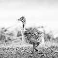 Baby Ostrich Black And White by Tim Hester Baby Ostrich Black And White by Tim Hester