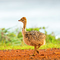 Baby Ostrich by Tim Hester Baby Ostrich by Tim Hester