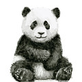 Baby Panda Watercolor Painting by Olga Shvartsur Baby Panda Watercolor Painting by Olga Shvartsur