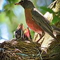 Baby Robins - Ready and Waiting Photograph by Kerri Farley Baby Robins - Ready and Waiting Photograph by Kerri Farley