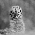Spots Photograph by John F Tsumas Spots Photograph by John F Tsumas