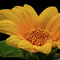 Baby Sunflower Photograph by Gwen Gibson Baby Sunflower Photograph by Gwen Gibson