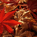 Back-lit Japanese Maple Leaf on Dried Leaves by Anna Lisa Yoder Back-lit Japanese Maple Leaf on Dried Leaves by Anna Lisa Yoder