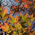 Back-lit Sugar Maple Leaves from Below by Anna Lisa Yoder Back-lit Sugar Maple Leaves from Below by Anna Lisa Yoder