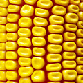 Background Corn Photograph by Carlos Caetano Background Corn Photograph by Carlos Caetano