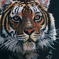 Backlit Tiger by Barbara Keith Backlit Tiger by Barbara Keith