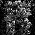 Backyard Flowers In Black And White No 21 by Brian Carson
