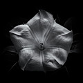 Backyard Flowers In Black And White No 24 by Brian Carson