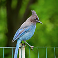 Backyard Stellar's Jay Photograph by Mark Miller Backyard Stellar's Jay Photograph by Mark Miller