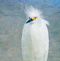 Bad Hair Day - Snowy Egret Art by Jayne Carney