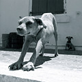 Bahamas Dog Photograph by Becqi Sherman Bahamas Dog Photograph by Becqi Sherman