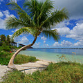 Bahia Palma by Joey Waves