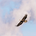 Bald Eagle 2017-5 Photograph by Thomas Young Bald Eagle 2017-5 Photograph by Thomas Young