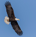 Bald Eagle 2018-1 Photograph by Thomas Young Bald Eagle 2018-1 Photograph by Thomas Young