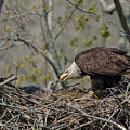 Bald Eagle Feeding Photograph by Ann Bridges Bald Eagle Feeding Photograph by Ann Bridges