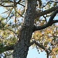 Bald Head Tree by Nadine Rippelmeyer Bald Head Tree by Nadine Rippelmeyer
