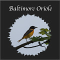 Baltimore Oriole Photograph by Holden The Moment Baltimore Oriole Photograph by Holden The Moment
