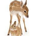 Bambi and Thumper Photograph by Warren Photographic Bambi and Thumper Photograph by Warren Photographic