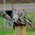 Band-Tailed Pigeons #1 Photograph by Ben Upham III Band-Tailed Pigeons #1 Photograph by Ben Upham III