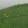Barb Wire Prairie Photograph by Troy Stapek Barb Wire Prairie Photograph by Troy Stapek