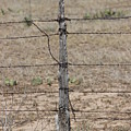 Barbwire and Old Wood Fence Post by Colleen Cornelius Barbwire and Old Wood Fence Post by Colleen Cornelius