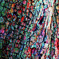 Bark Photograph by Linda Stern Bark Photograph by Linda Stern