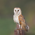 Barn Owl Perched Photograph by Pete Walkden Barn Owl Perched Photograph by Pete Walkden