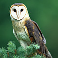 Barn Owl Tyto Alba Portrait, Hudson Photograph by Tom Vezo Barn Owl Tyto Alba Portrait, Hudson Photograph by Tom Vezo