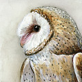 Barn Owl Watercolor Painting by Olga Shvartsur Barn Owl Watercolor Painting by Olga Shvartsur