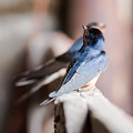 Barn Swallows Photograph by Holden The Moment Barn Swallows Photograph by Holden The Moment