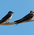 Barn Swallows Photograph by Holden The Moment Barn Swallows Photograph by Holden The Moment