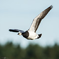 Barnacle Goose square Photograph by Torbjorn Swenelius Barnacle Goose square Photograph by Torbjorn Swenelius