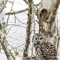 Barred Owl Photograph by Holly Ross Barred Owl Photograph by Holly Ross