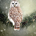 Barred Owl in the Snow Photograph by Gwen Gibson Barred Owl in the Snow Photograph by Gwen Gibson