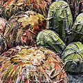 Barrel Cactus #1 by Sally Quillin
