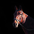 Bay On Black - Horse Art By Michelle Wrighton by Michelle Wrighton